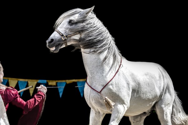 Zürcher Gemeinderat will Wildtierverbot im Zirkus