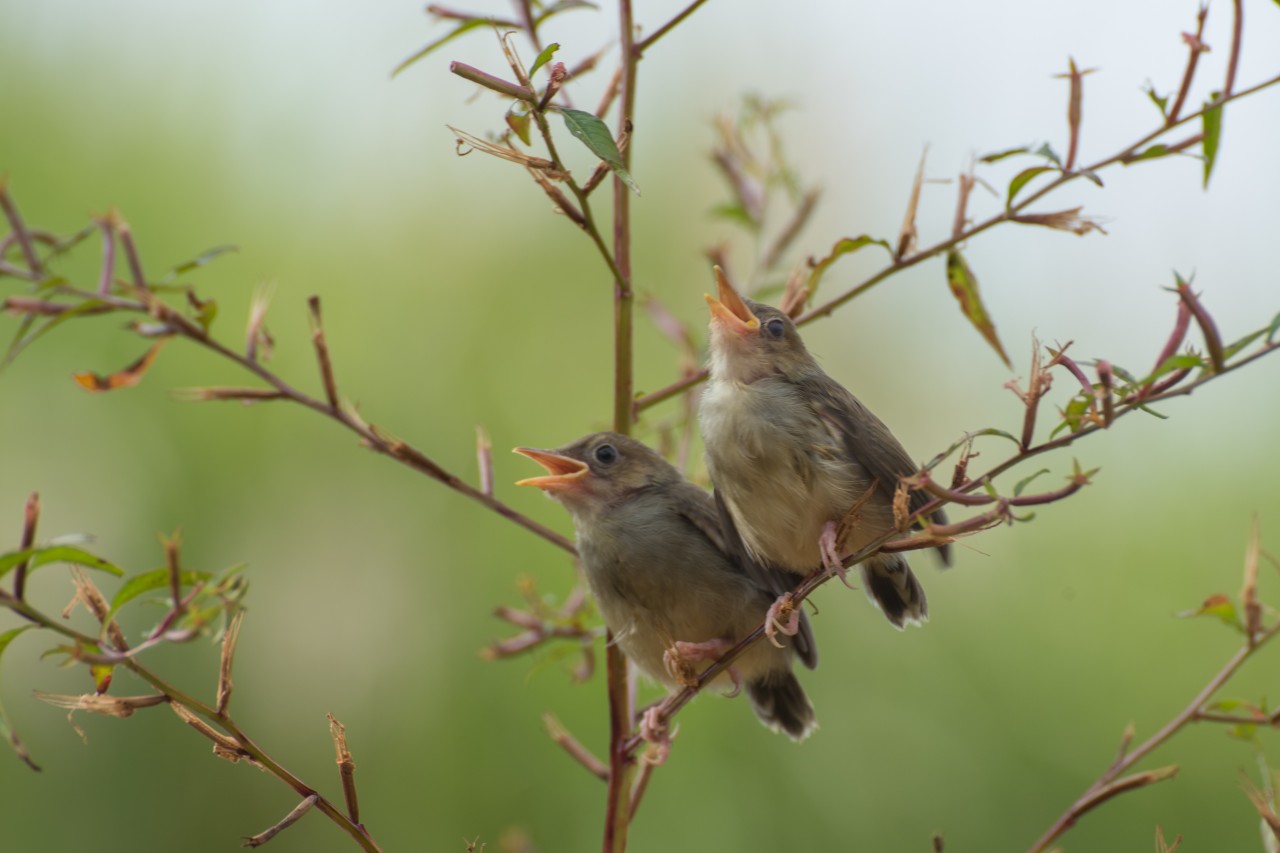 Brutzeit der Vögel beginnt mit Gesang