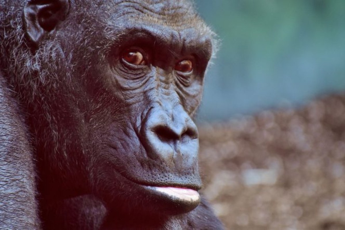 Corona-Fall bei Gorilla im europäischen Zoo