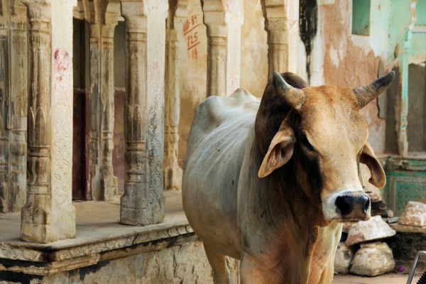 Les vaches indiennes ont-elles des super-pouvoirs ?