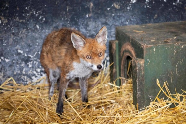 Un pub irlandese diventa un ospedale per animali selvatici