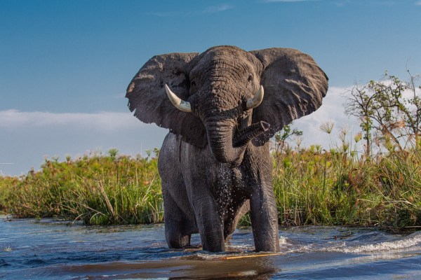 Mysteriöses Elefantensterben in Botswana geht weiter
