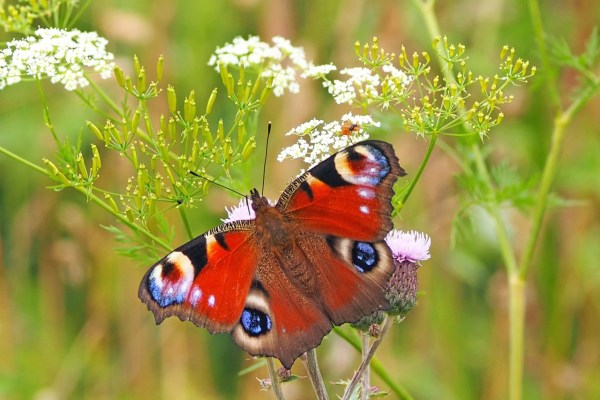Ständerat will Insektensterben in der Schweiz stoppen