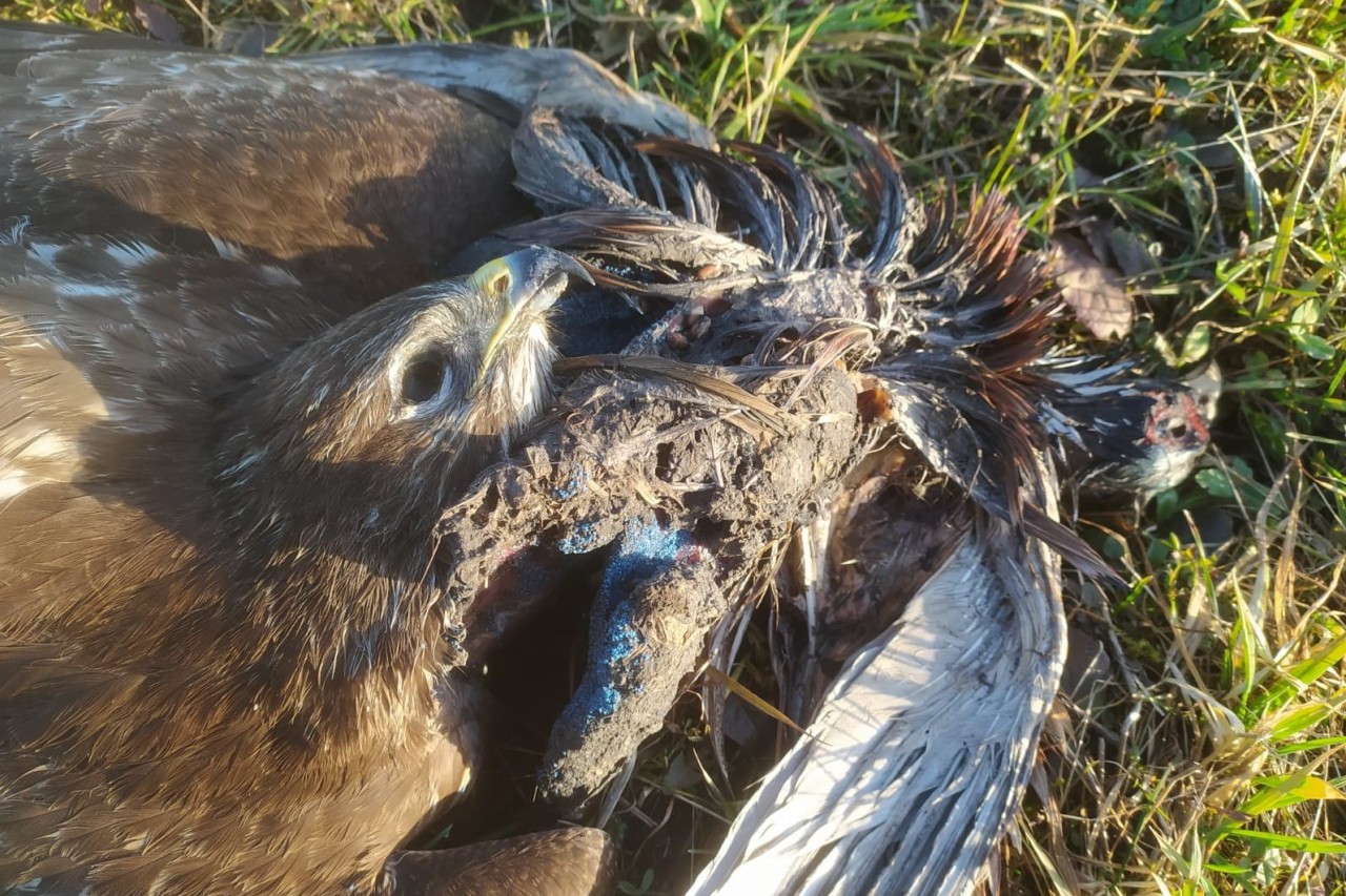 Bayern: Polizei ermittelt wegen toter Greifvögel
