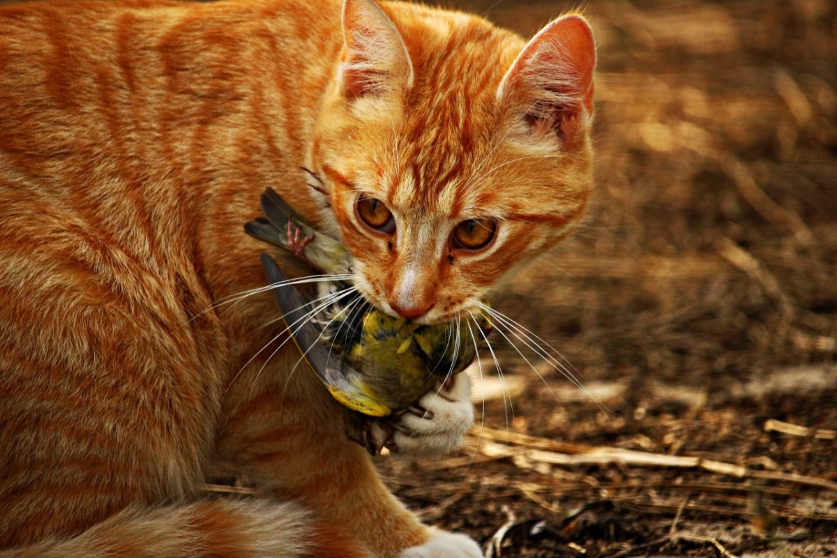 Jagdtrieb bei Katzen reduzieren