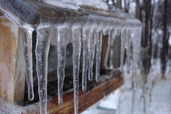 Gli uccelli sono ben protetti dal freddo