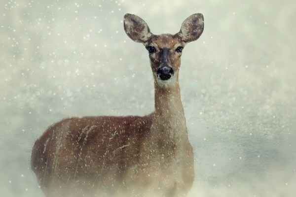 Come gli animali selvatici sopravvivono all'inverno nella neve