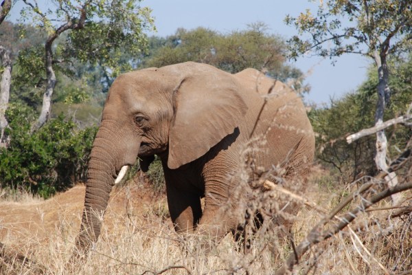 Une espèce d'éléphant africain désormais menacée d'extinction