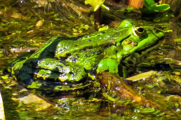 Amphibien starten Laichzug: Achtung auf Strassen