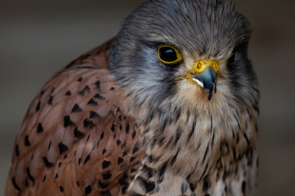 Le sostanze chimiche nell'ambiente mettono a dura prova gli animali selvatici
