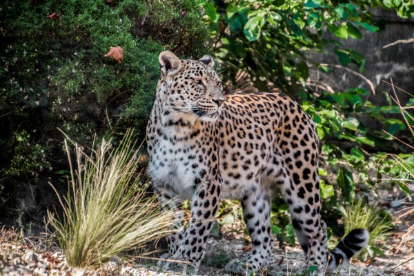 German trophy hobby hunters kill endangered species
