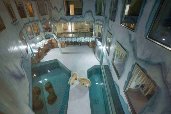 Eisbärenhotel in China: Vom Elend profitieren