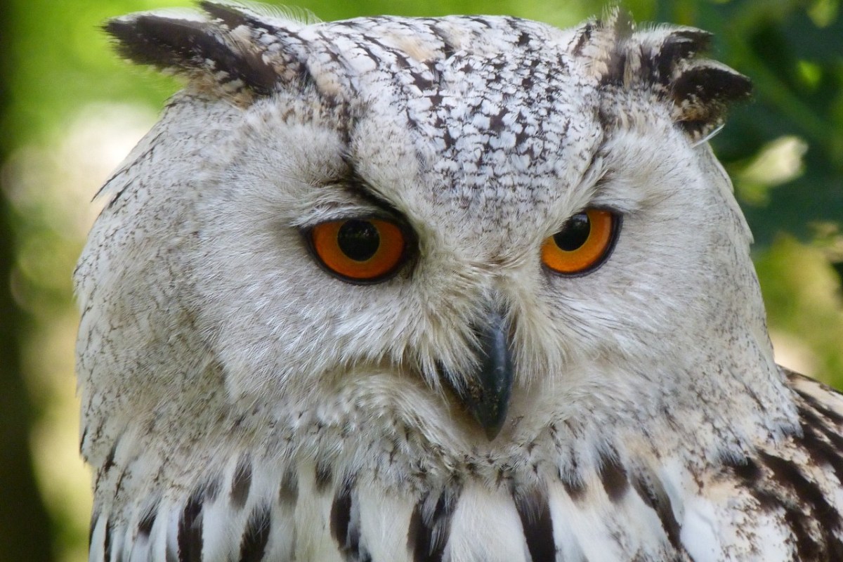 Beutegreifer statt Gift: Eulen und Füchse gegen Mäuse