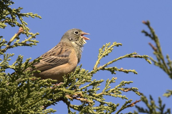 France: Glue trap hunting of songbirds is illegal