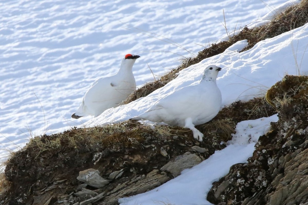 Tessin schützt das Schneehuhn vor Hobby-Jägern