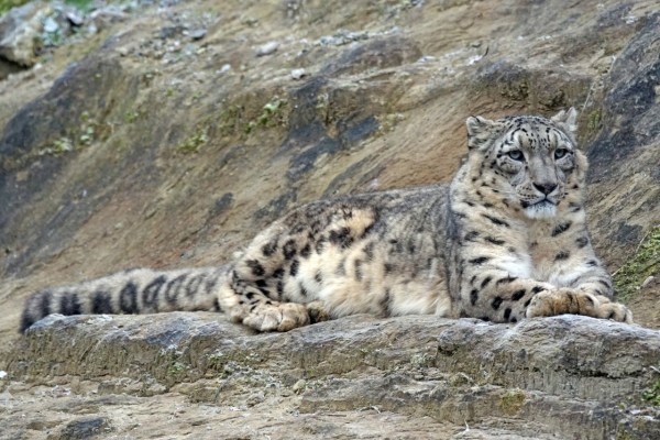 Mongolei zählt 953 Schneeleoparden