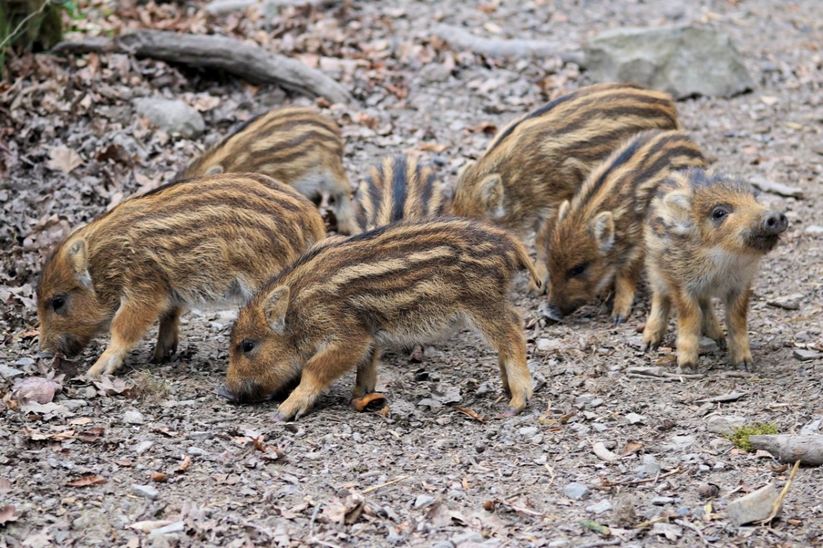 Niedersachsen: Landwirt häckselt Wildschweine