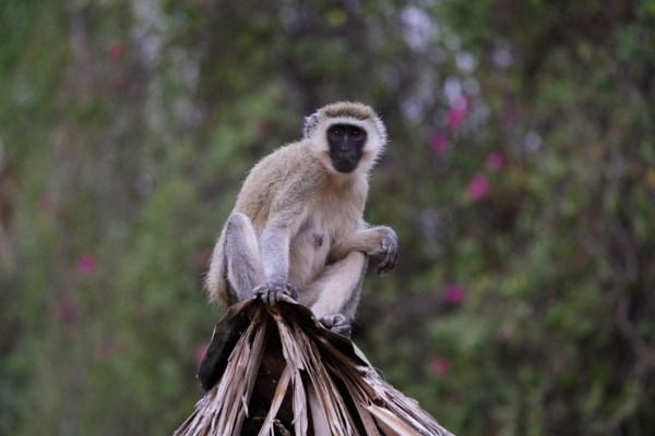 Swiss hobby hunters hunt primates in Africa