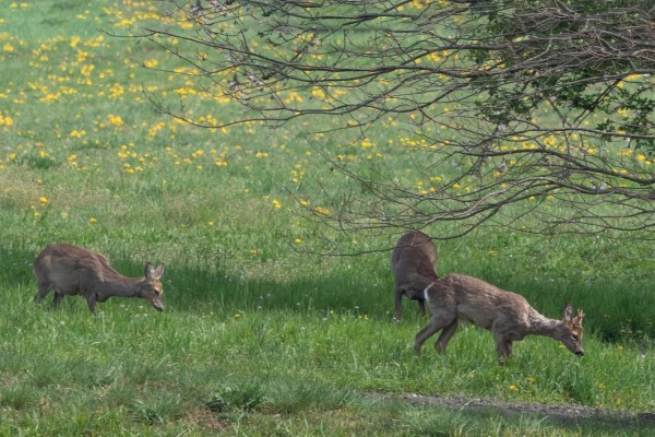 NABU will Tierschutz bei der Hobby-Jagd übergehen