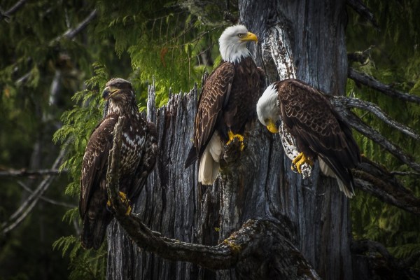 USA: Bestand der Weisskopfseeadler erholt sich