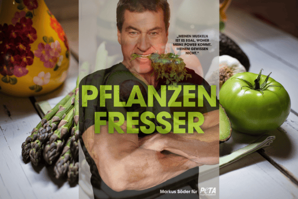 Markus Söder mange végane