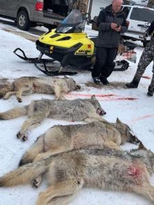 Wolfsmassaker Wisconsin