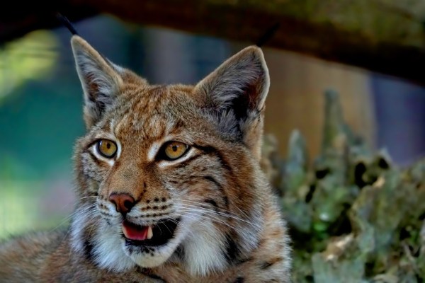 50 Jahre Luchs in der Schweiz: Eine Erfolgsgeschichte