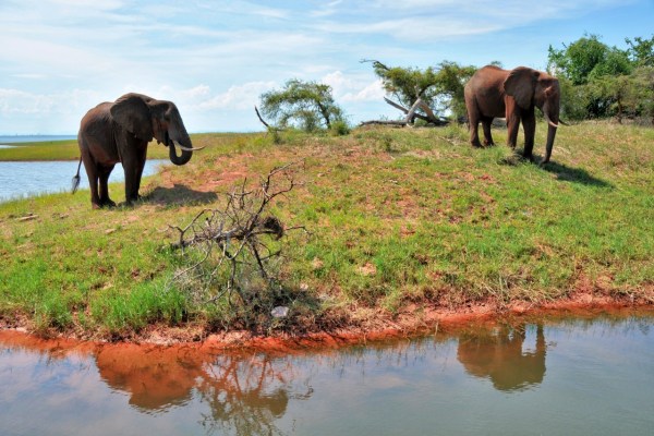 Le Zimbabwe vend des droits de tir pour 500 éléphants