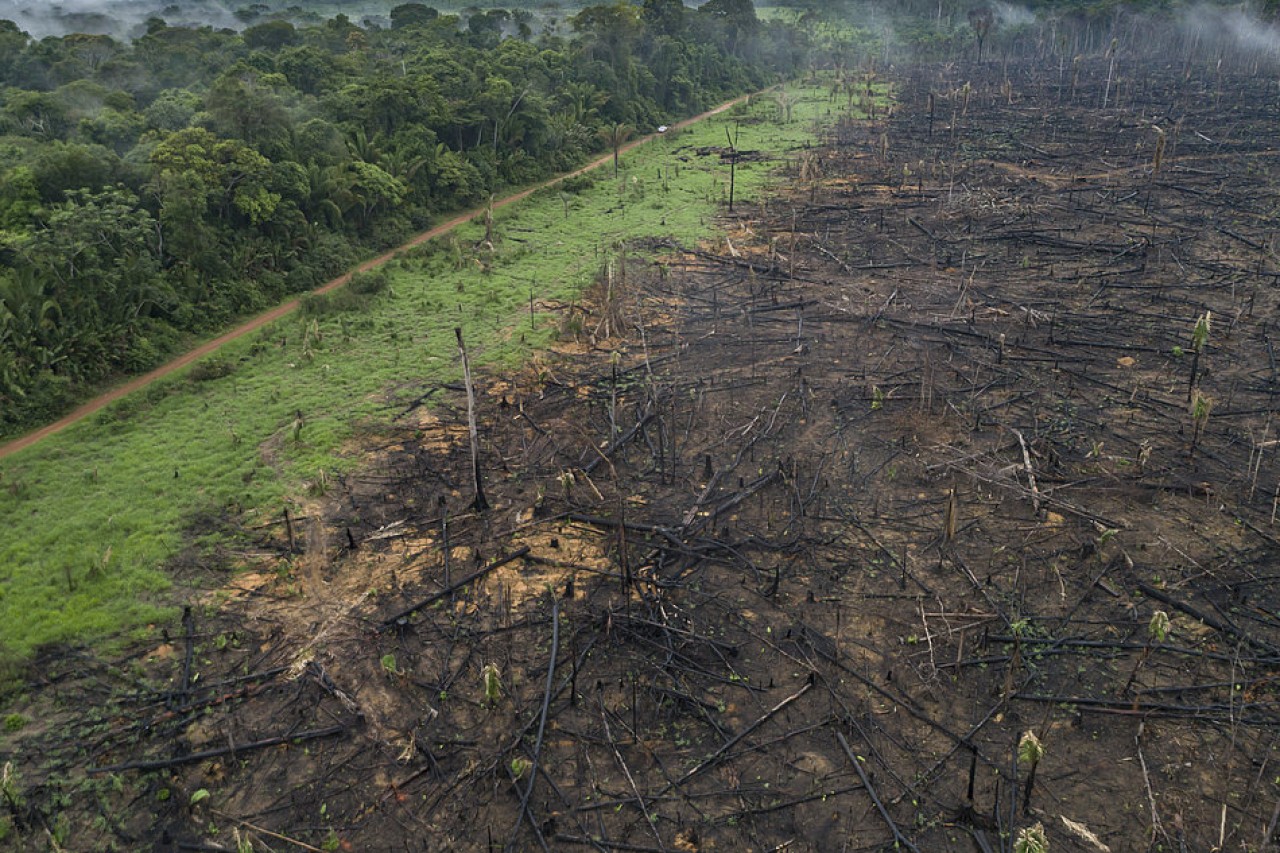 EU as second-largest driver of global deforestation