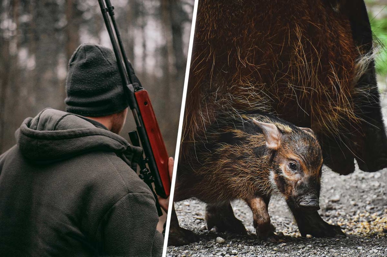 Niedersachsen: Fallenjagd und Katzenabschuss erlaubt