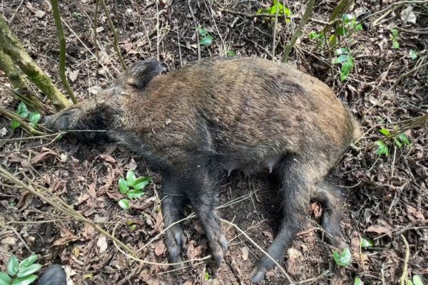 Hobby myśliwi mieli brutalnie zabić dziki