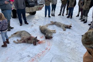 Wolfsmassaker Wisconsin