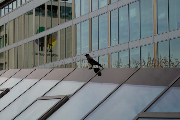 Kantonsrat Zürich will Vögel vor dem Fenster-Tod bewahren