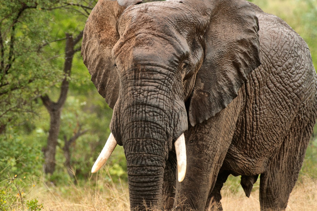 Nachfrage nach Elfenbein in China rückläufig