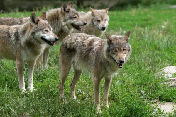 Nachhilfe für Jagdverwaltung in Graubünden