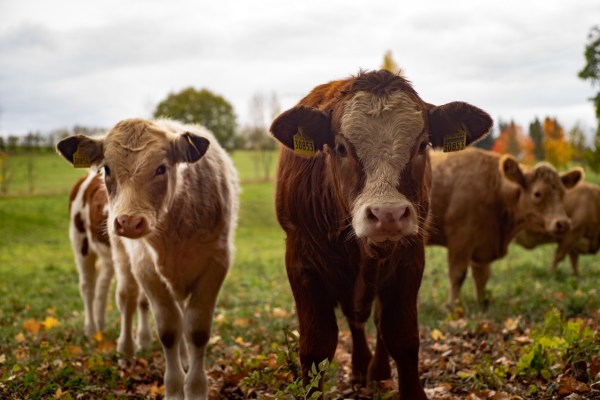 La carne bovina accelera cinque volte più la deforestazione