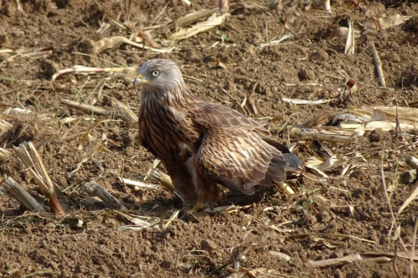 Tierärzte sollen Wildtiere in der Not sofort behandeln dürfen