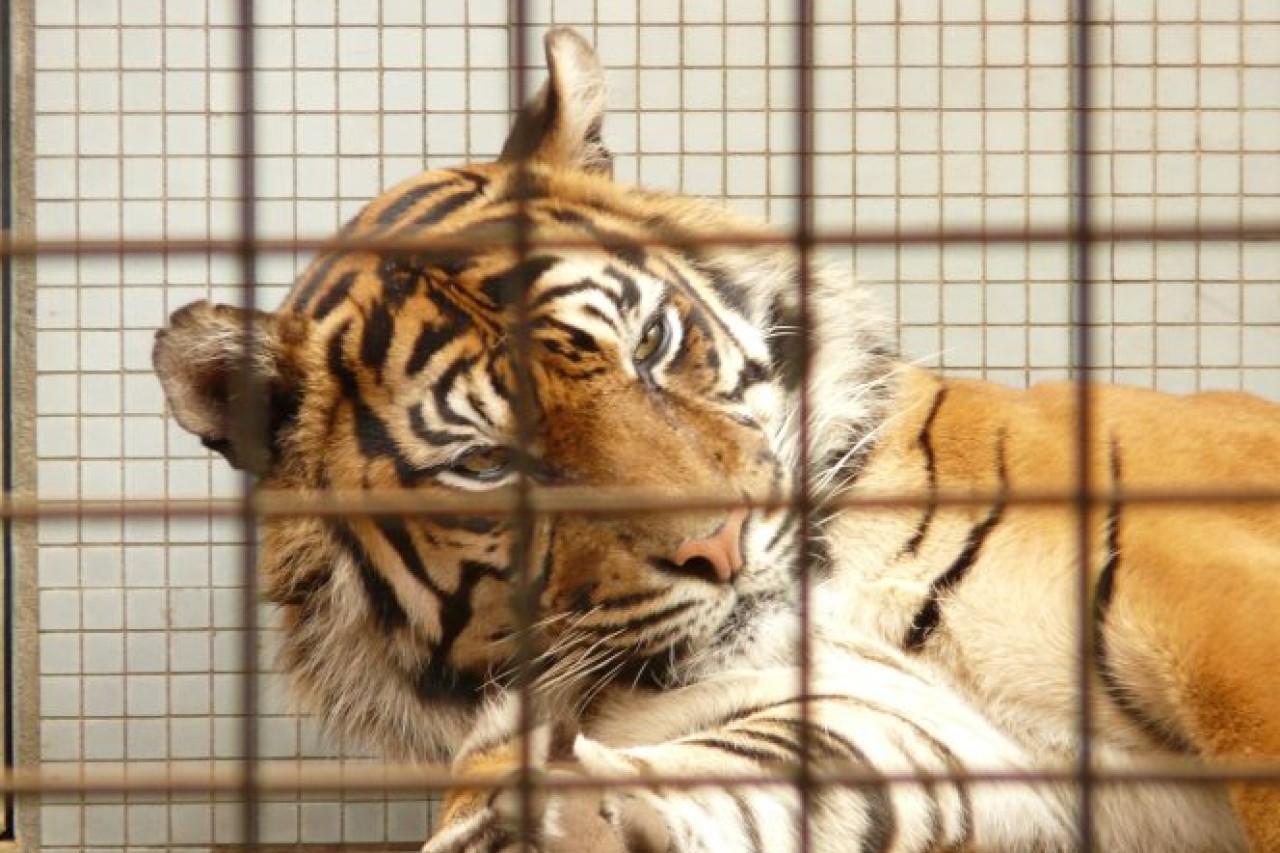 US-Senatoren wollen Privatzoos mit Raubtieren verbieten