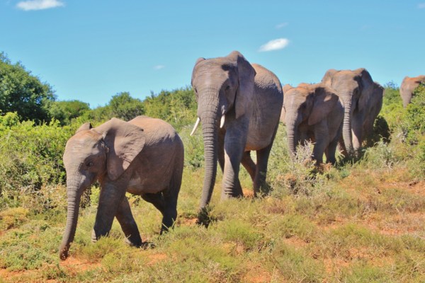 Un braconnier piétiné à mort par un troupeau d'éléphants