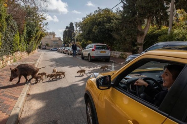Haifa: i cinghiali conquistano la città