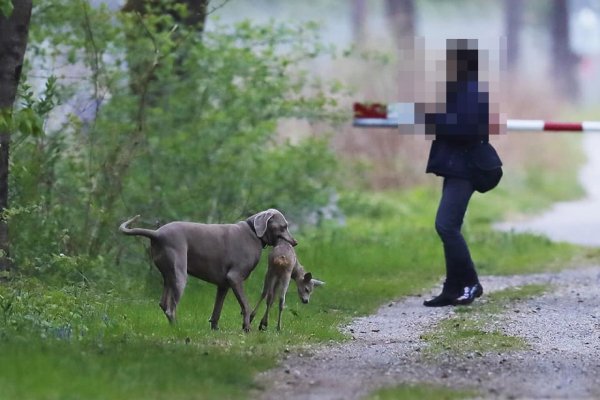 Hund ohne Leine tötet Rehkitz im Tessin