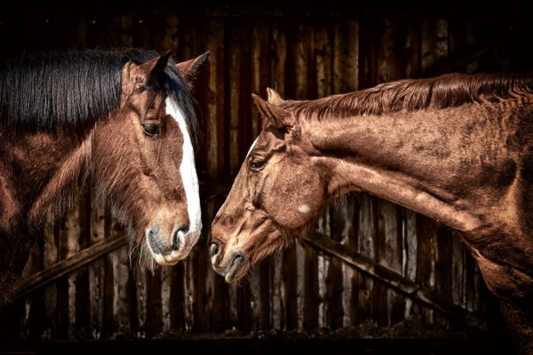 Agrar-Initiativen: Die Steuerzahler bezuschussen den Reitsport