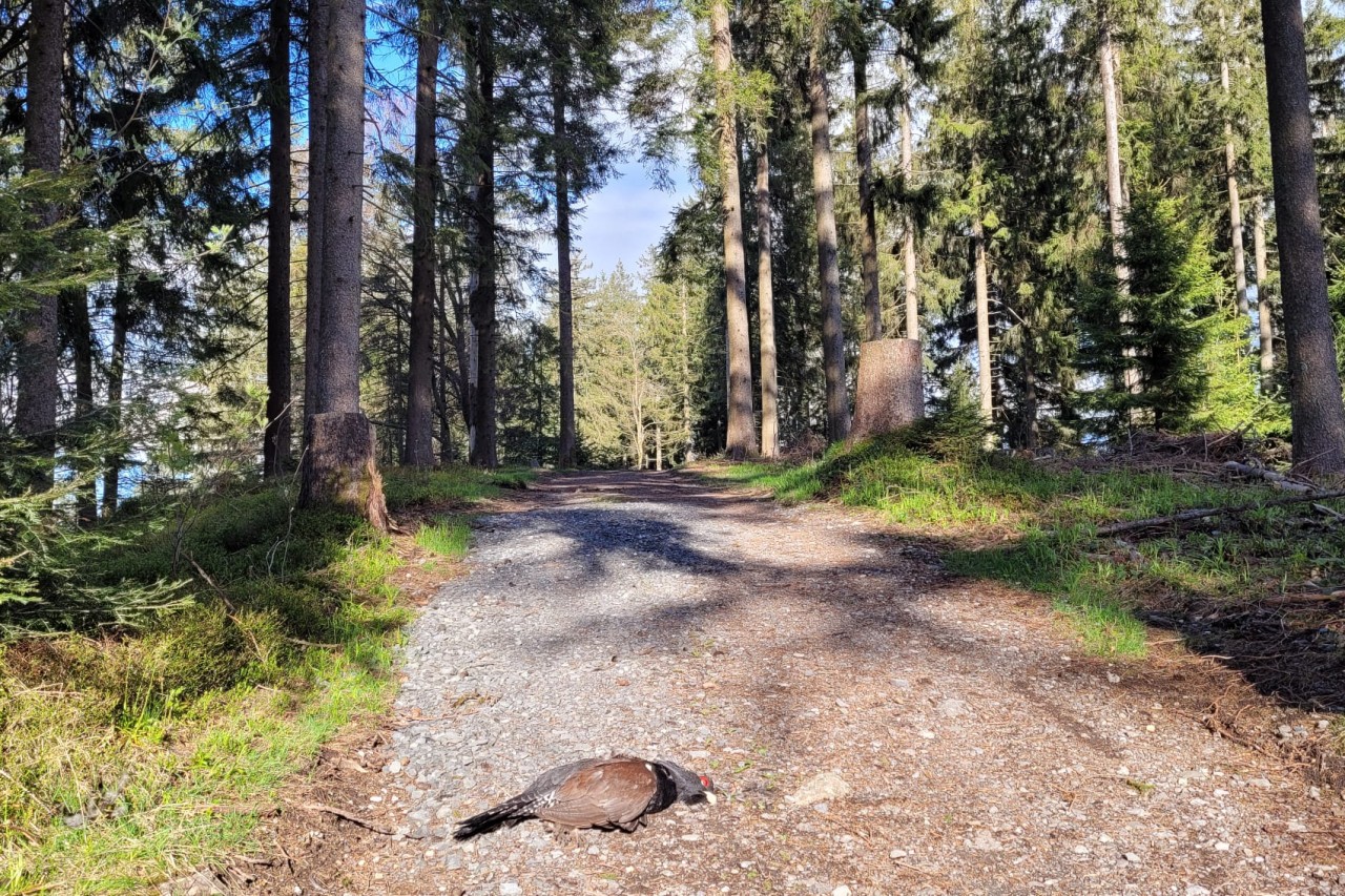 Auerhahn im Kanton Zug tot aufgefunden