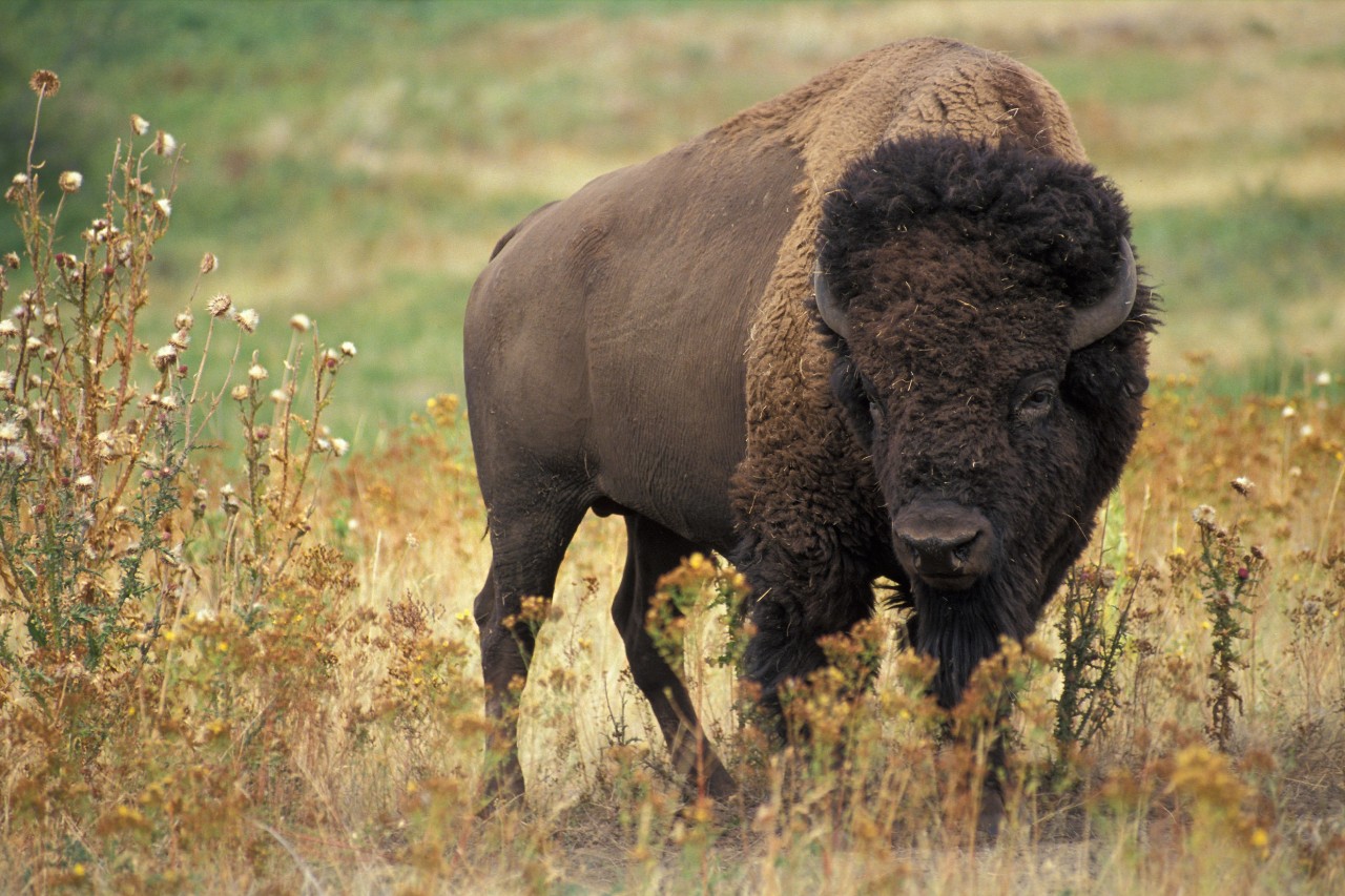 USA: Bisonjagd im Grand-Canyon-Nationalpark