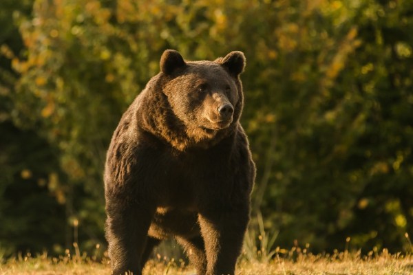Prinz erlegt grössten Braunbär Europas als Trophäe