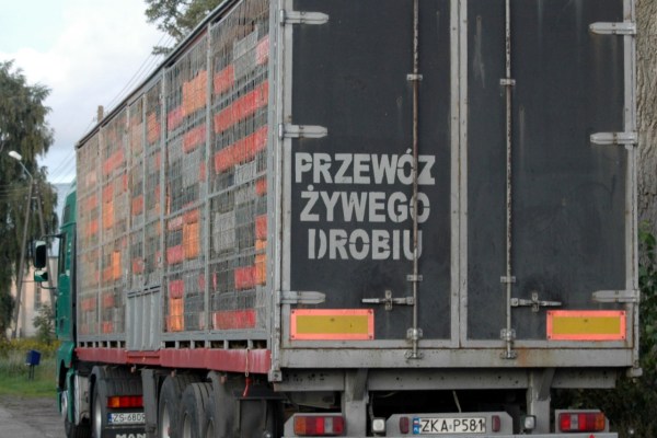 Malpractice during animal transport prosecuted for the first time