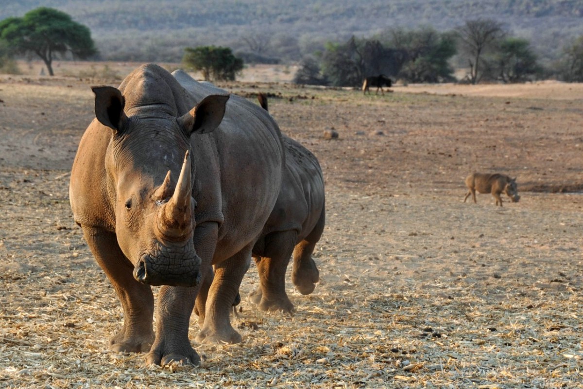 Radioaktive Substanz im Kampf gegen Nashorn-Schmuggel