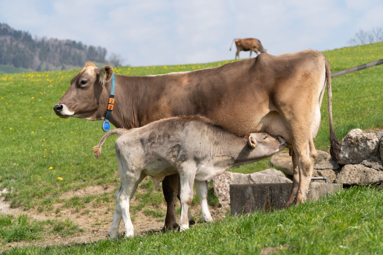 Tiefe Milchpreise verhindern Innovationen