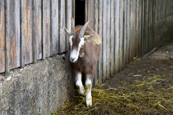 Tierschutzorganisationen unterstützen die Agrarinitiativen