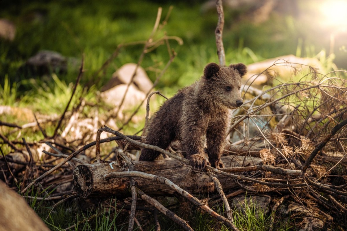 Bärenpopulation in Rumänien ausser Kontrolle?